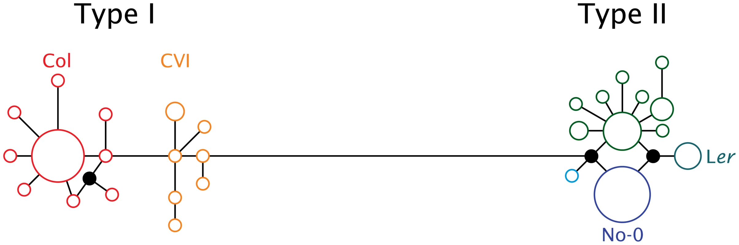 Median joining network of 28 <i>ATMYC1</i> inferred cDNA haplotypes representing alleles sampled from 72 <i>A. thaliana</i> accessions.