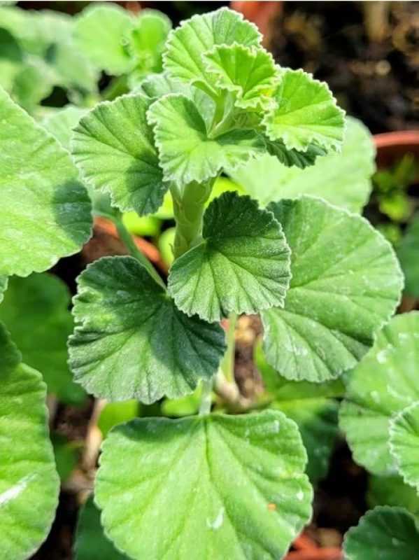 Pelargonium reniforme (lodyha s listy)