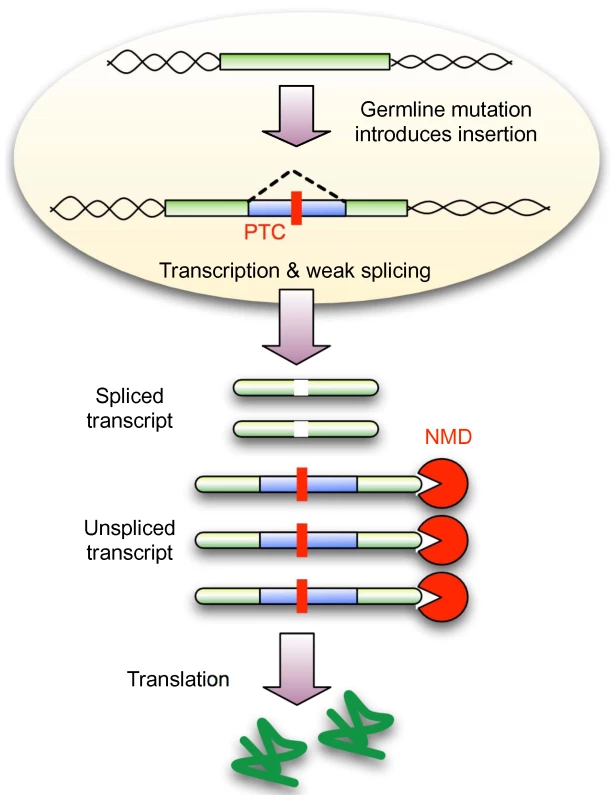 NMD conceals weakly spliced novel introns from selection.