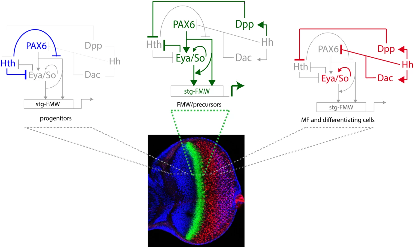 The logic of the eye GRN ensures the pulse activation of the <i>stg-FMW</i> CRE in a narrow stripe.