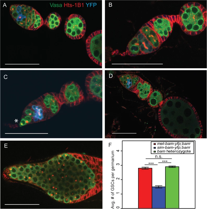 <i>sim-bam-yfp; bam</i><sup>−</sup>ovaries have multiple defects.