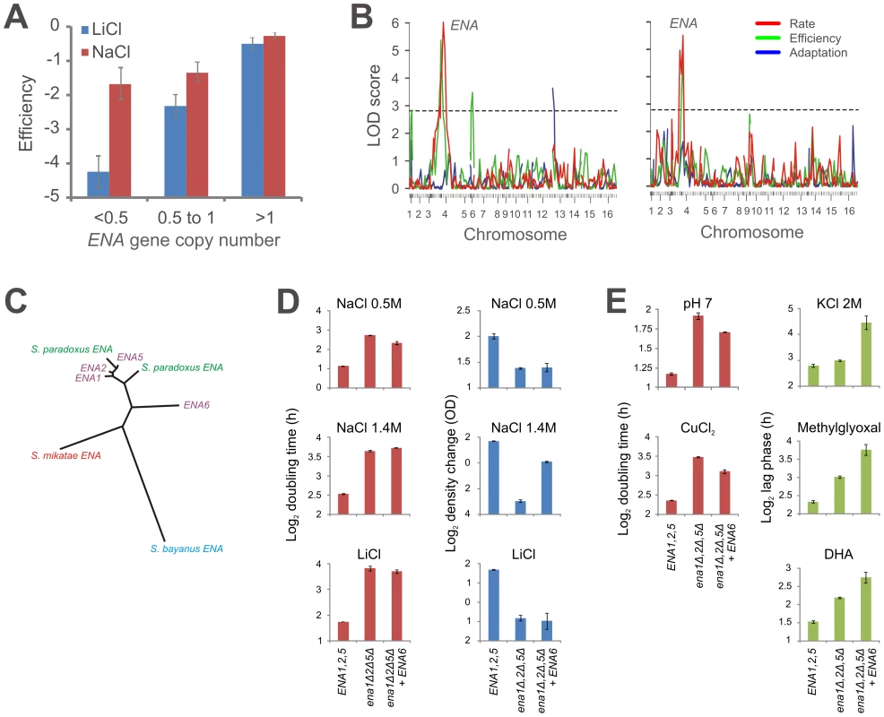 An introgressed and serially amplified <i>S. paradoxus ENA</i> gene causes pleiotropy in <i>S. cerevisiae</i>.