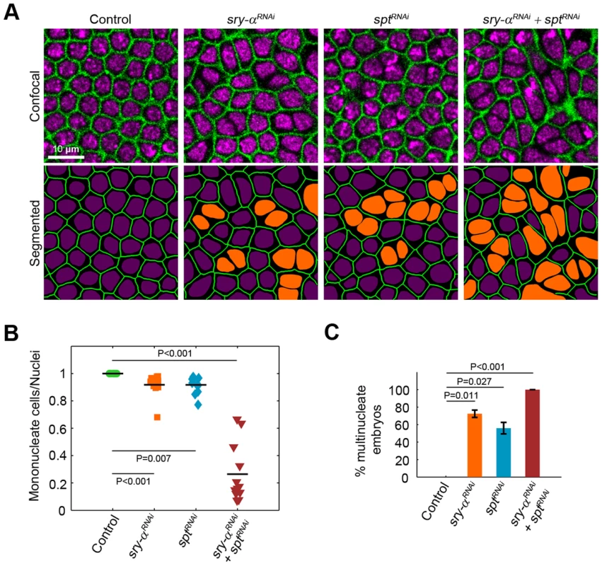 <i>sry-α</i> and <i>spt</i> induce the same loss of function phenotype.