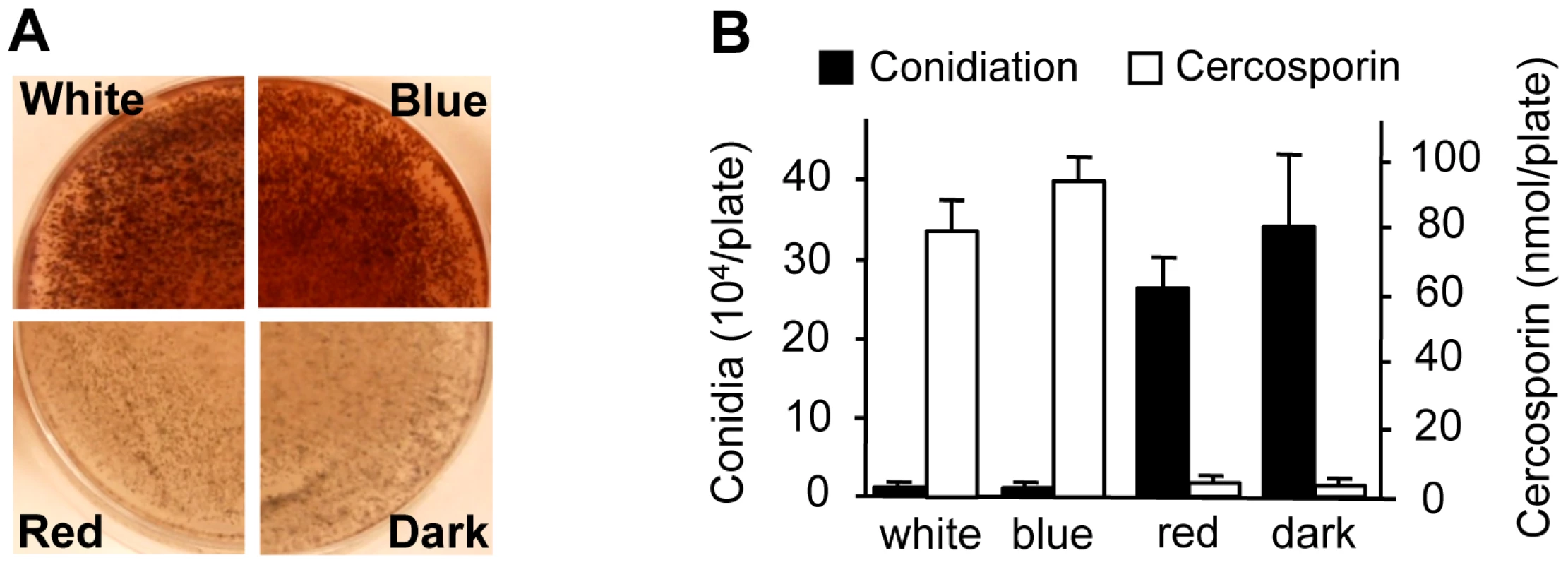 Effects of light on cercosporin biosynthesis and conidiation of <i>C. zeae-maydis</i>.
