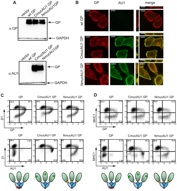 The mucin and globular domains of the EBOV glycoprotein masks the KZ52 epitope on the cell surface.