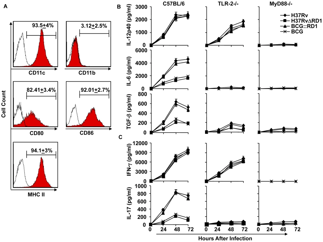 H37Rv directs differentiation of both Th1 and Th17 cells by inducing IL-12p40, IL-6, and TGF-β in DCs.