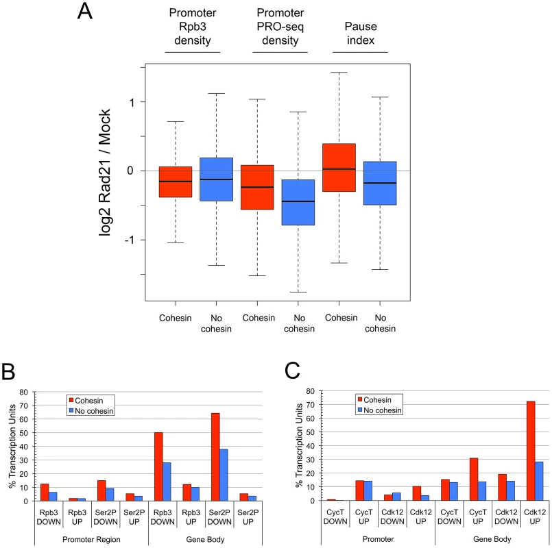 Cohesin depletion preferentially decreases transcriptional pausing and initiation at genes that lack cohesin, and increases Pol II kinase occupancy more frequently in the bodies of cohesin-binding genes.