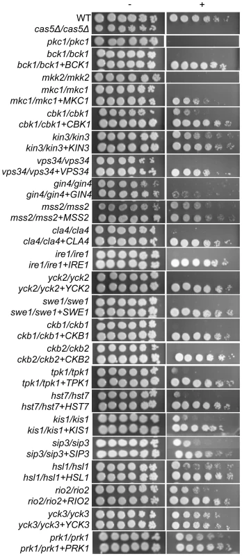 PKs play conserved and novel roles in CWR.