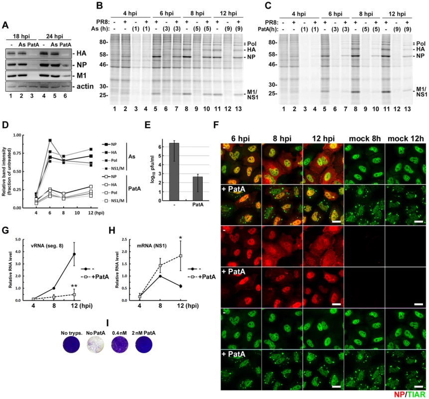 Pateamine A treatment causes sustained arrest of viral protein and genomic RNA synthesis.