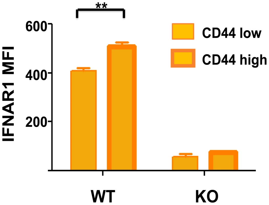 Higher type 1 IFN R (IFNAR1) expression on CD44 high memory phenotype CD8 T cells.