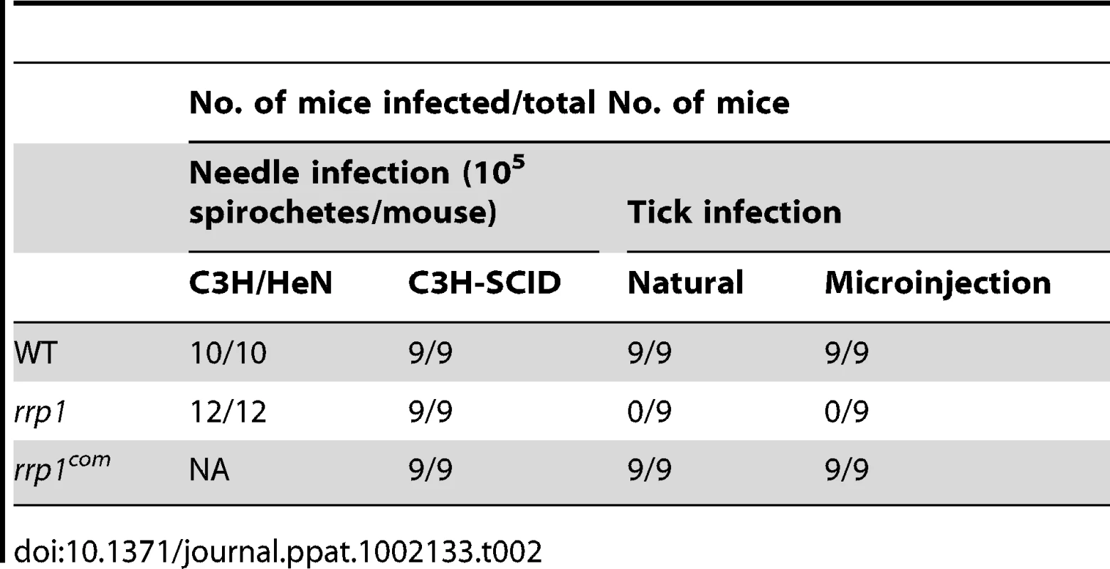Mouse infectivity of the <i>rrp1</i> mutant.