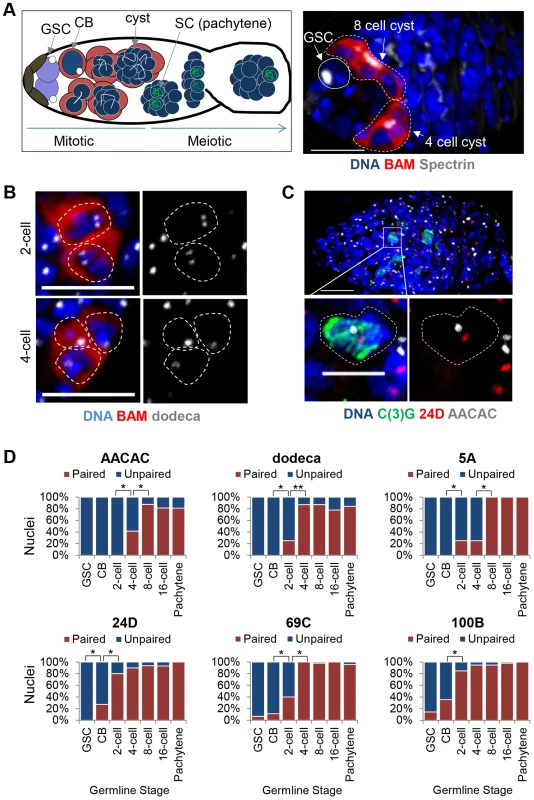 Homolog pairing is established during the mitotic cell cycles prior to meiosis.