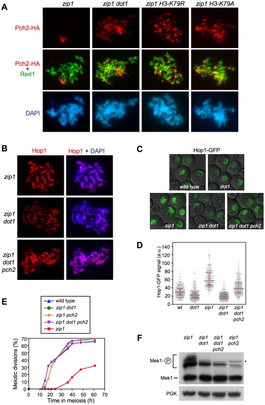 H3K79me controls Hop1 localization by excluding Pch2 from chromosomes.