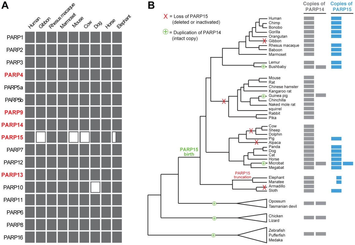 Recurrent gain and loss of <i>PARP14</i> and <i>PARP15</i>.