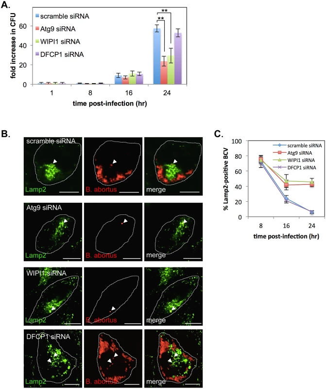 Atg9- and WIPI1, but not DFCP1, are required for the generation of replicative BCVs.