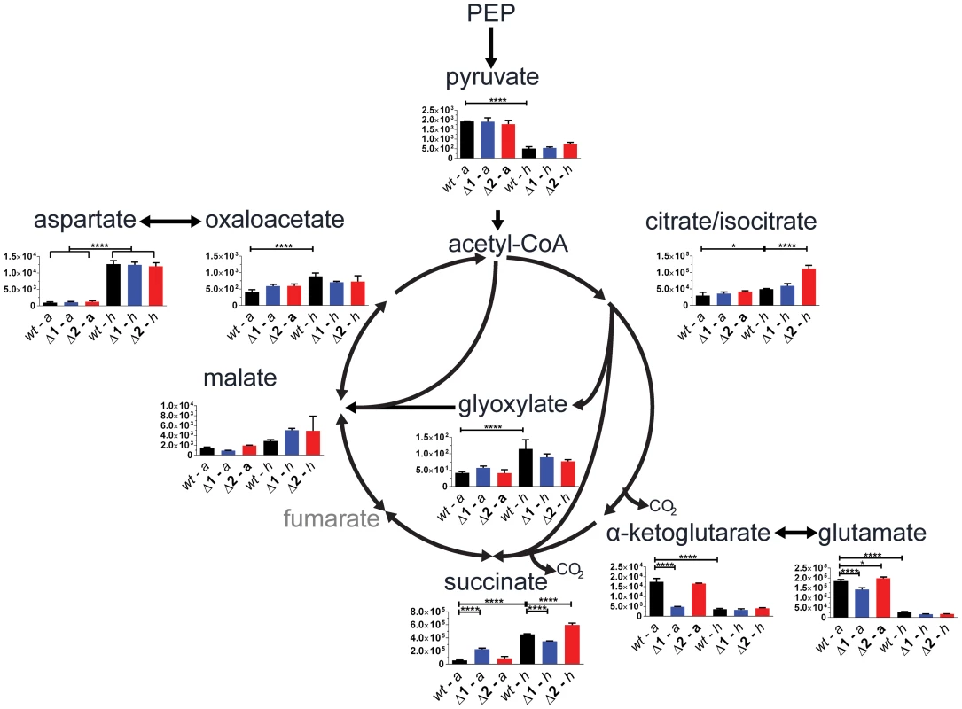 <i>sdh1</i> mutants prematurely accumulate succinate.