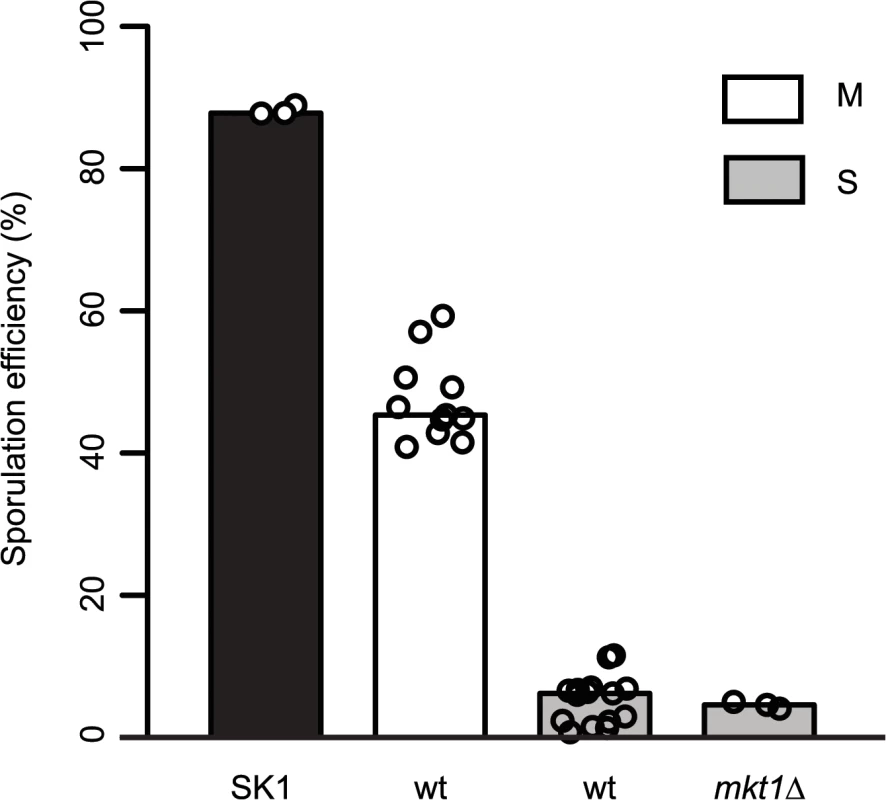 Role of <i>MKT1</i> allele in sporulation efficiency variation.