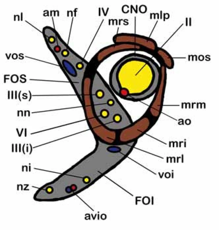 Topografická anatomie štěrbin očnice.