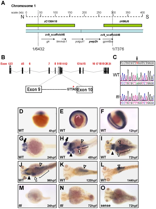 Positional cloning reveals that <i>pwp2h</i> is the mutated gene in <i>tti<sup>s450</sup></i>.