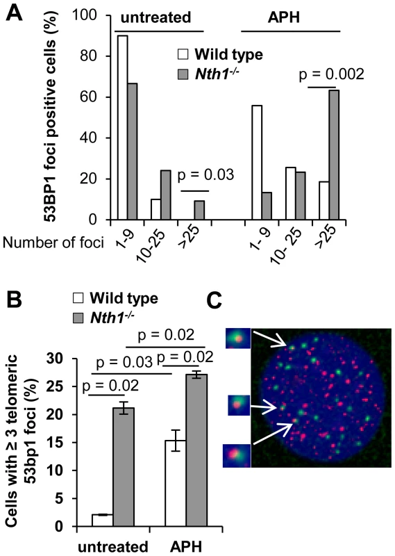 DNA damage foci in wild-type and <i>Nth1<sup>−/−</sup></i> primary MEFs.