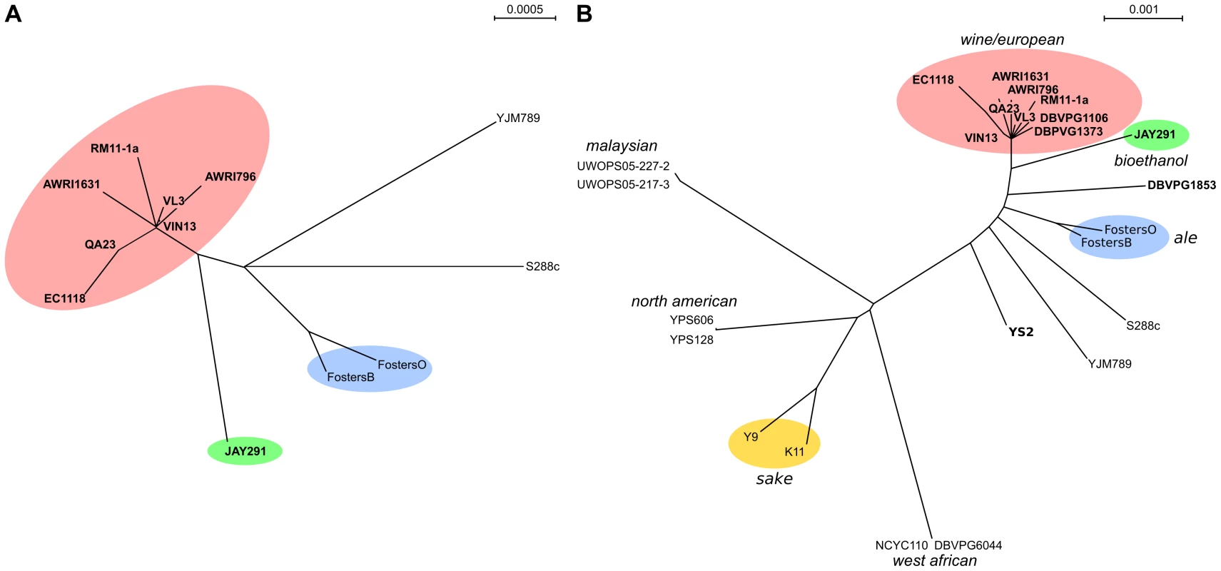 Nucleotide relationships between <i>S. cerevisiae</i> strains.