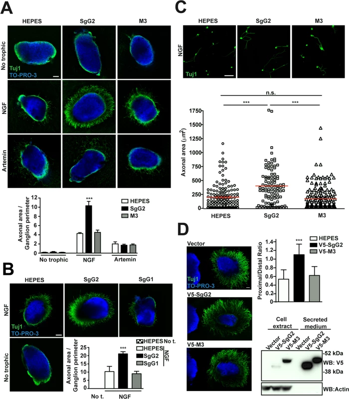 SgG2 increases NGF-dependent axonal growth.
