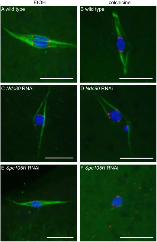 Loss of NDC80 or SPC105R disrupts interactions between kinetochores and microtubules in oocytes.