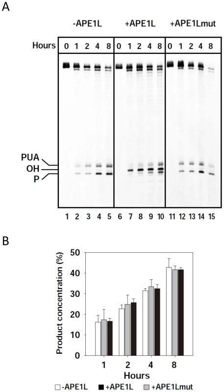 APE1L is able to process 3′-PUA and 3′-phosphate in the presence of ROS1.