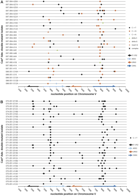The mutation spectra of double loss-of-function isolates induced by APOBEC3G.