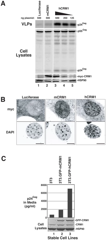 hCRM1 is more responsive to Rev than mCRM1.