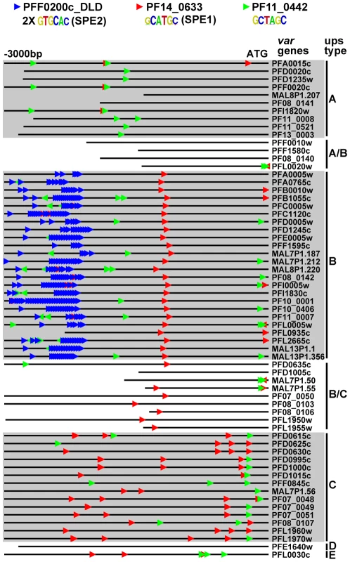 ApiAP2 motifs are conserved in <i>var</i> gene promoters.