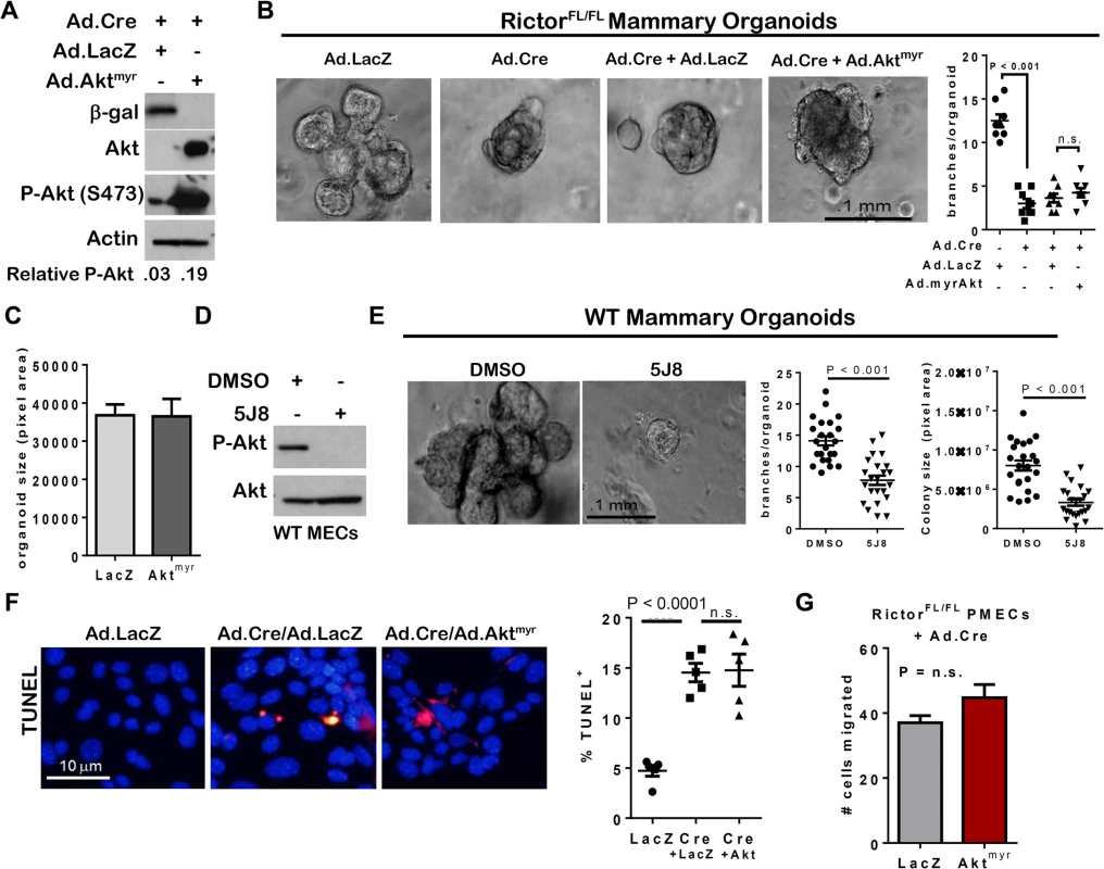 Akt activation is insufficient to rescue Rictor-deficient MEC survival, branch formation and invasion.