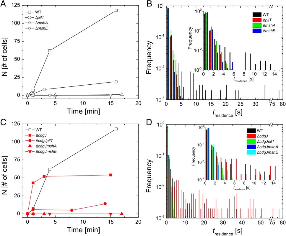 Early surface interactions are reduced in <i>mshA</i>, <i>mshE</i>, and <i>pilT</i> mutants and increased in <i>cdgJ</i> mutant.