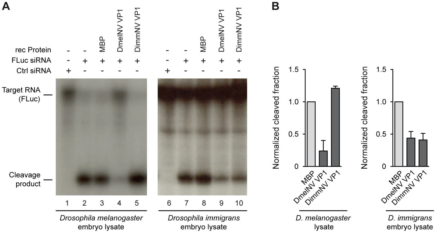Species-specific inhibition of AGO2 slicer activity.