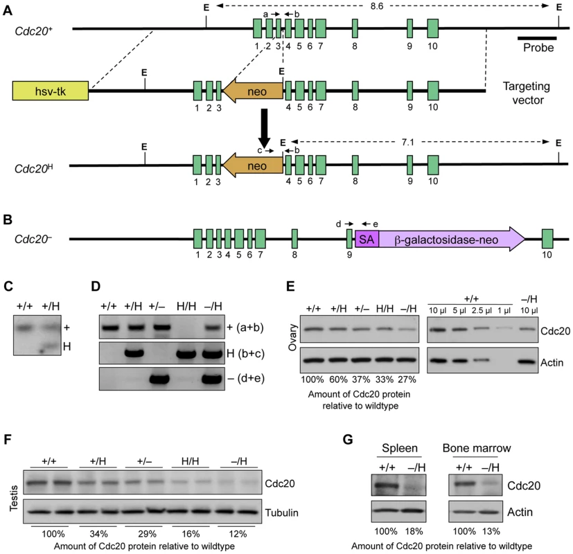 Generation of mice with graded reduction in Cdc20 dosage.