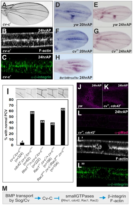 Cv-C mediates PCV morphogenesis downstream of BMP signaling by inactivating various Rho-type small GTPases.