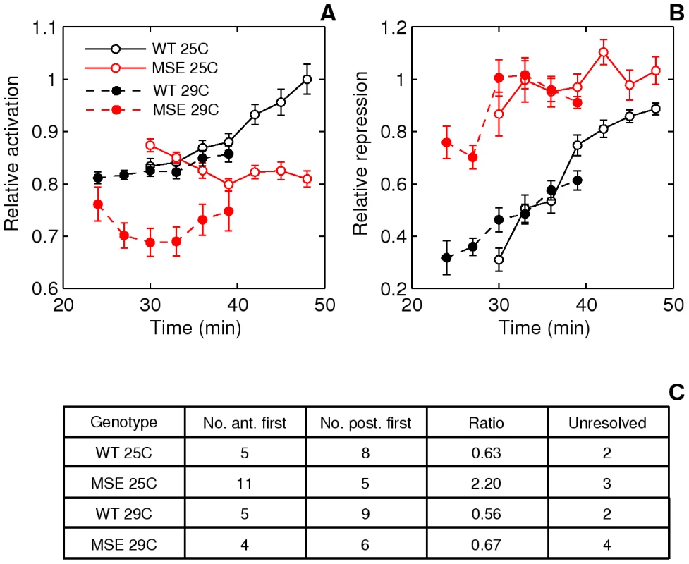 Effect of temperature on stripe 2 maturation and initiation.