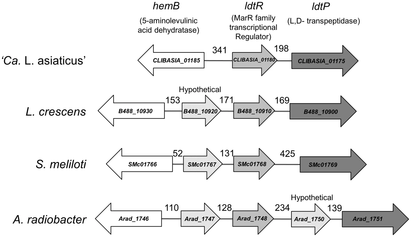Genomic environment of <i>ldtR</i>.
