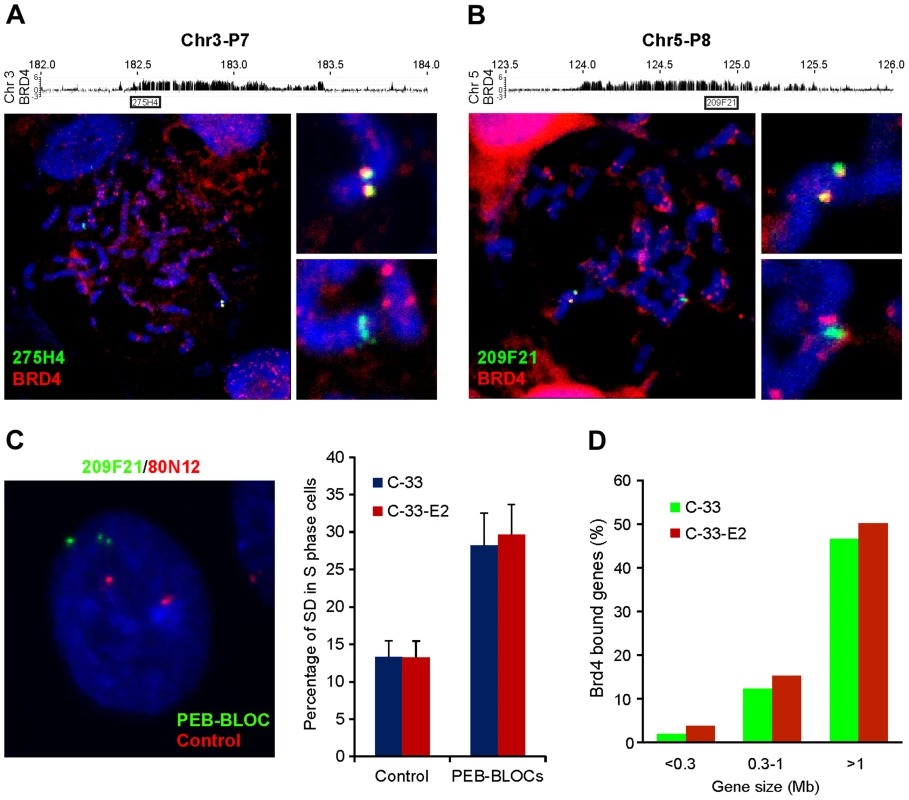 PEB-BLOCs share properties with fragile sites and are targets for chromosomal deletion.