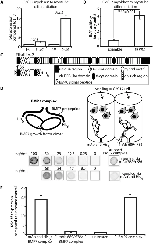 In vitro BMP bioactivity assay using C2C12 cells.