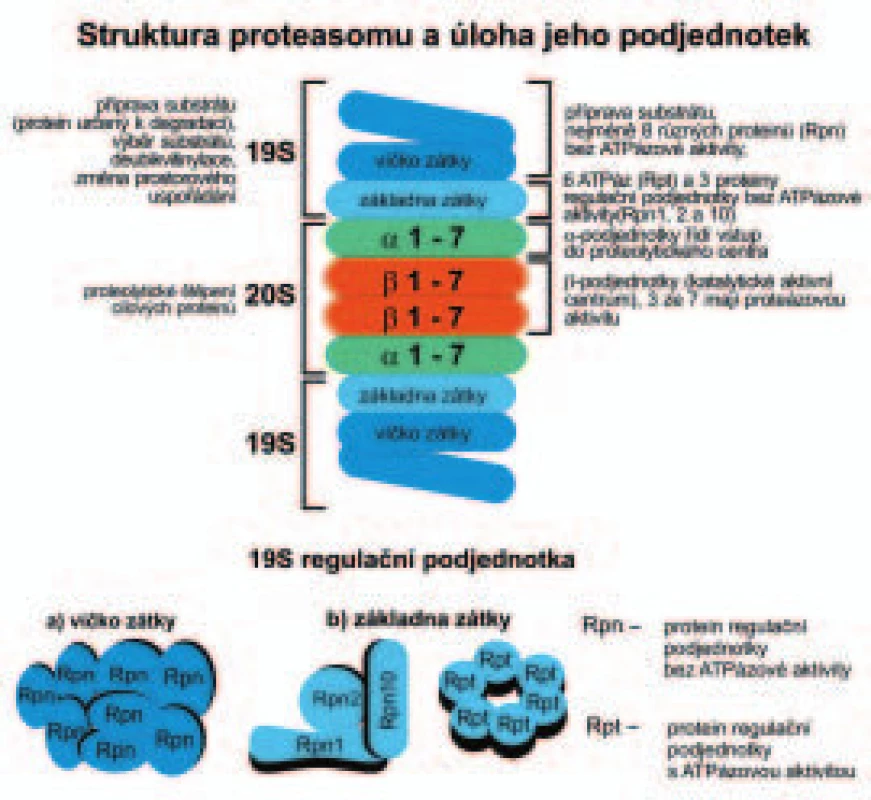 Schématické znázornění 26S proteazomu a jeho podjednotek. Protein regulační podjednotky, Rpn 10, může interagovat se základnou zátky i víčkem zátky v regulační části (podjednotce) proteazomu o sedimentační konstantě 19 S. Rpn 10 má i důležitou úlohu v rozpoznání substrátu pro degradaci v proteazomu, a to svou schopností vázat polyubikvitinový řetězec (receptor pro ubikvitin). ATPázy hrají úlohu v rozbalení proteinu, které mu umožňuje vstup do proteolytického centra proteazomu.
