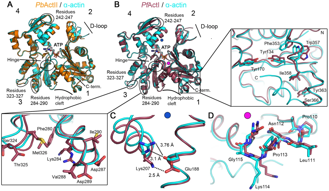 Crystal structures of <i>Plasmodium</i> actin I and II.