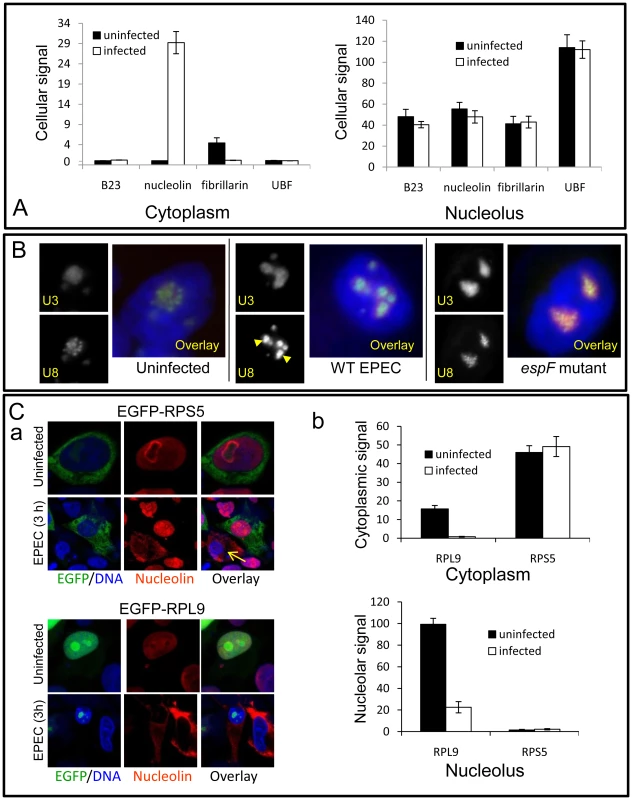 EPEC disrupts a subset of nucleolar factors.