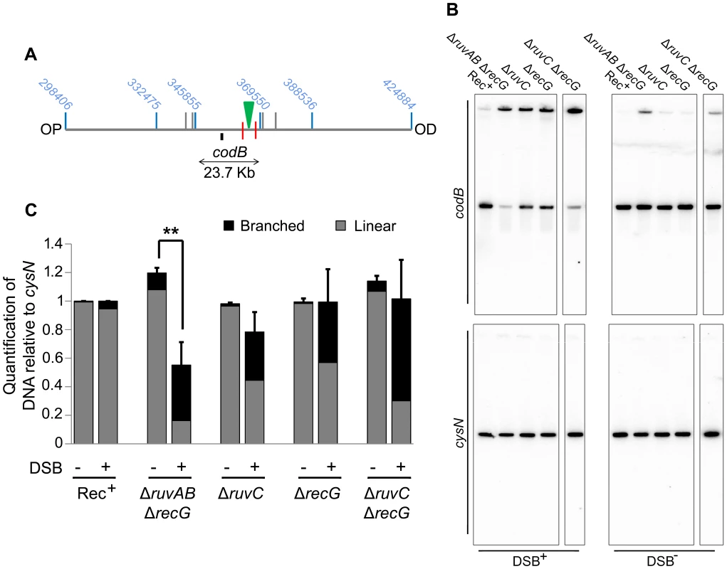 Detection of DNA loss in Δ<i>ruvAB</i> Δ<i>recG</i> and Δ<i>ruvC</i> Δ<i>recG</i> mutants.