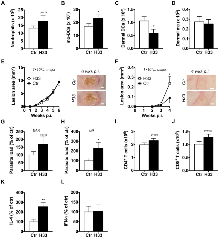 Blocking JAM-C boosts the Th2 cell response and worsens the disease in BALB/c mice.