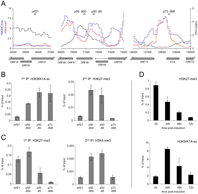Bivalent histone modification patterns at the ORF50 promoter are reversed upon induction of the lytic cycle.