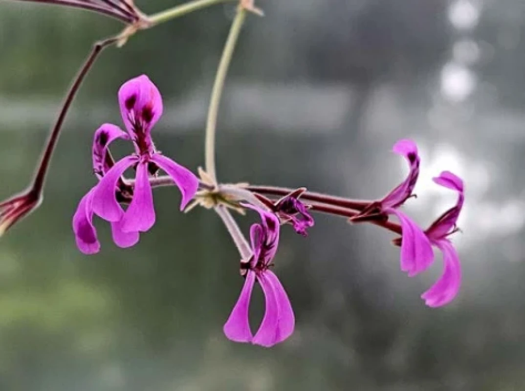 Pelargonium reniforme (květy)