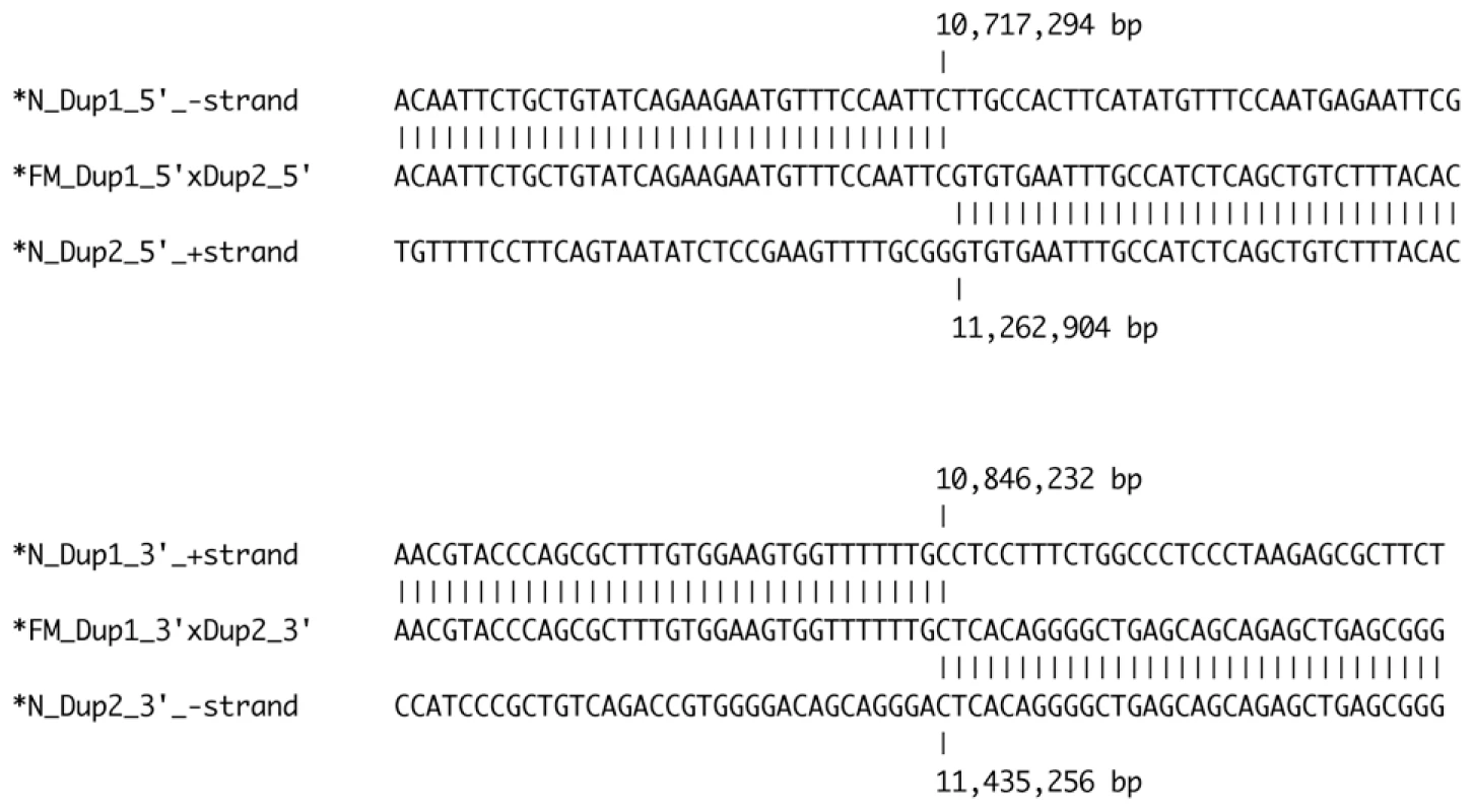 Sequence alignment of duplication junction points.