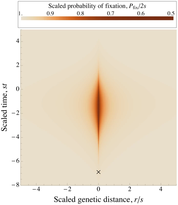 A selective sweep causes interference over a time  and a genetic distance .