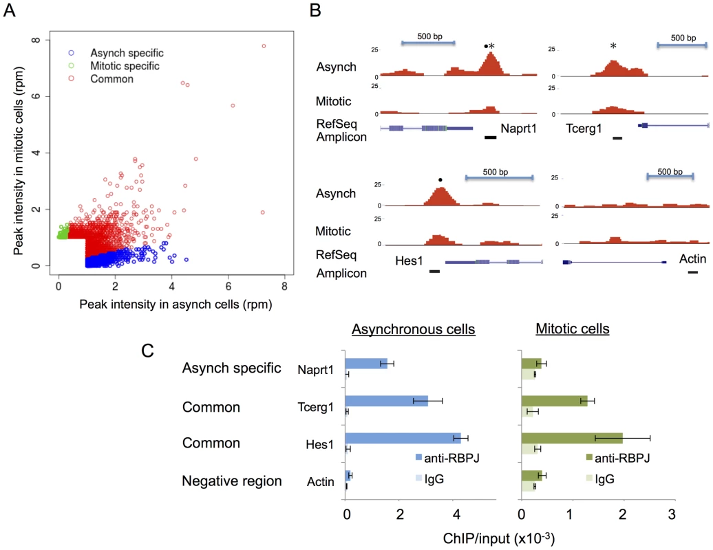 The majority of RBPJ occupancy sites are common in mitotic and asynchronous cells.